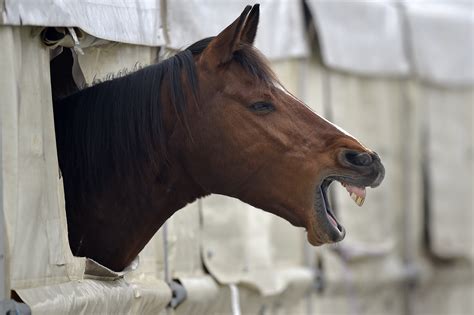 females having sex with horses|Horse Sex Tube .